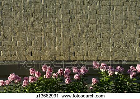 Pink flower and brick wall, Sweden View Large Photo Image Stock Image - Pink flower and brick wall, Sweden. Fotosearch
