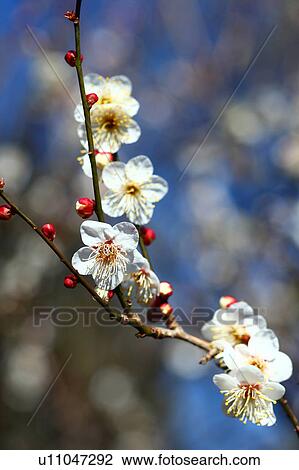 Plum Blossoms View Large Photo Image Stock Image - Plum Blossoms. Fotosearch