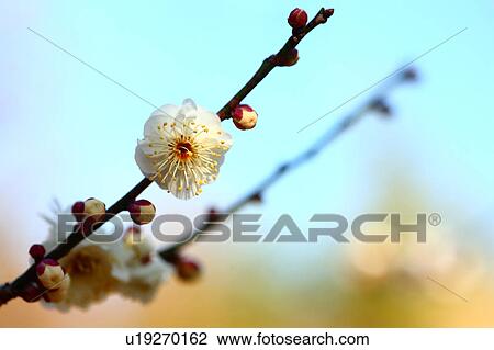 Stock Image - Plum Blossoms. Fotosearch