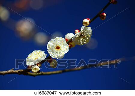 Stock Photo - Plum Blossoms. Fotosearch