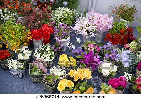 Picture - Potted flowers. Fotosearch