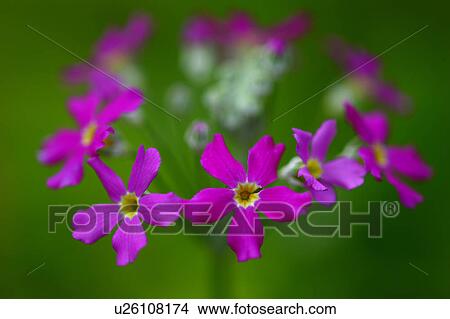Picture - Primrose Flowers. Fotosearch