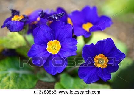 Primula Polyantha Flowers View Large Photo Image Stock Photograph - Primula Polyantha Flowers. Fotosearch