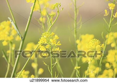 Rapeseed Blossoms View Large Photo Image Picture - Rapeseed Blossoms. Fotosearch