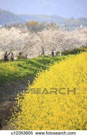 Stock Photography - Rapeseed Field and Cherry Blossom Trees. Fotosearch