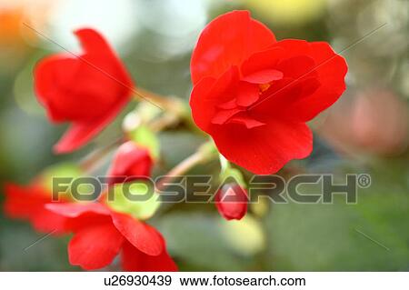 Red Begonia Flowers View Large Photo Image Stock Photo - Red Begonia Flowers. Fotosearch