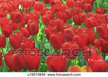Stock Photo - Red Tulips. Fotosearch