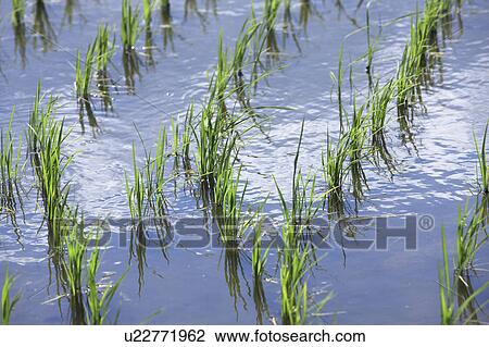 Rice Paddy View Large Photo Image Stock Image - Rice Paddy. Fotosearch