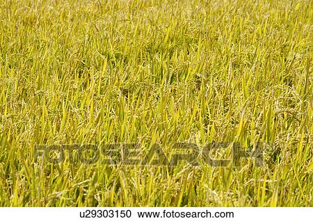 Stock Image - Rice Paddy. Fotosearch