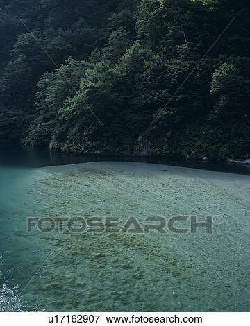 Stock Photo - River and Forest. Fotosearch