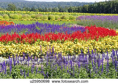 Rokugo Observatory Flower Gardens View Large Photo Image Stock Photo - Rokugo Observatory Flower Gardens. Fotosearch
