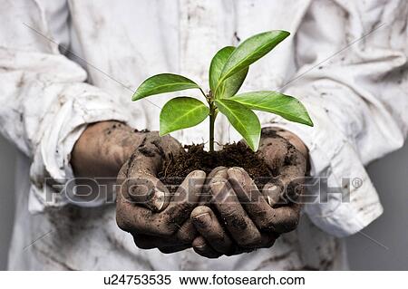 Stock Photography - Sapling in cupped hands. Fotosearch