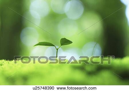 Stock Image - Sapling, Yakushima, Kagoshima Prefecture, Kyushu, Japan. Fotosearch