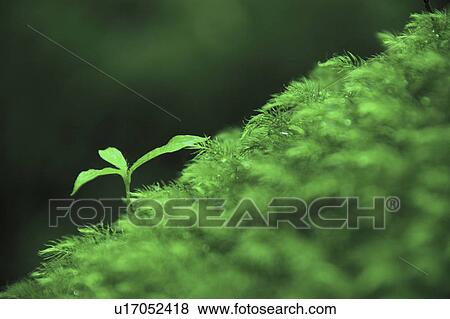 Sapling, Yakushima, Kagoshima Prefecture, Kyushu, Japan View Large Photo Image Stock Photo - Sapling, Yakushima, Kagoshima Prefecture, Kyushu, Japan. Fotosearch