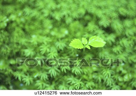 Stock Photograph - Sapling, Yakushima, Kagoshima Prefecture, Kyushu, Japan. Fotosearch