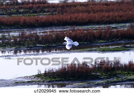 Stock Photography - Seagull Flying Above Lake. Fotosearch