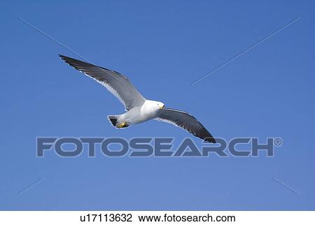 Stock Image - Seagull Flying. Fotosearch