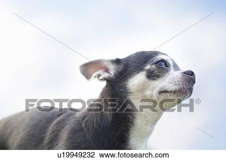 Side view of Chihuahua View Large Photo Image Stock Image - Side view of Chihuahua. Fotosearch