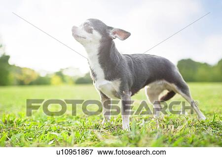 Side view of Chihuahua View Large Photo Image Stock Photo - Side view of Chihuahua. Fotosearch