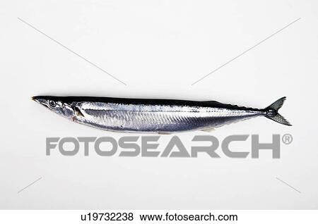 Stock Photo - Single Pacific Saury. Fotosearch