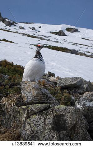 Stock Image - Single Ptarmigan Bird. Fotosearch