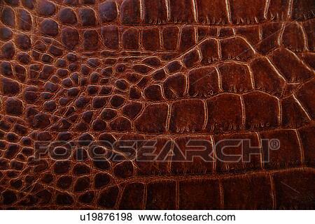 Stock Photo - Snakeskin. Fotosearch