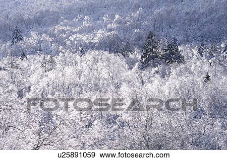 Stock Photo - Snow Covered Forest. Fotosearch