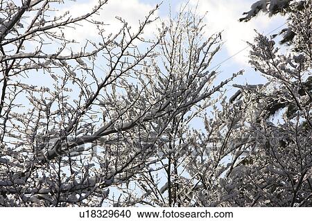 Stock Image - Snow on Branches. Fotosearch