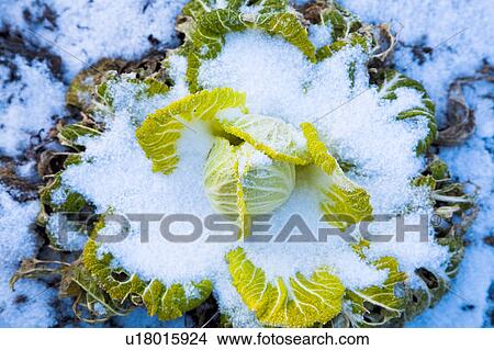Picture - Snow on Chinese Cabbage. Fotosearch