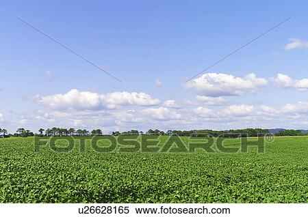 Soybean Field View Large Photo Image Stock Photography - Soybean Field. Fotosearch