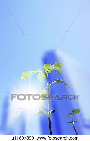 Sprout with Building in Background View Large Photo Image Stock Photo - Sprout with Building in Background. Fotosearch