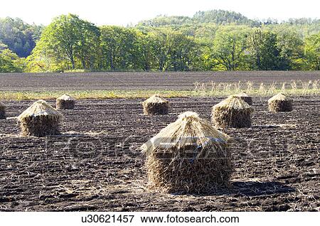 Stock Photo - Straw Bales in Field. Fotosearch