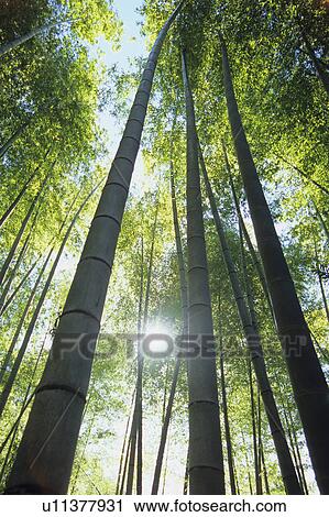 Sun Breaking Through Bamboo Grove View Large Photo Image Stock Image - Sun Breaking Through Bamboo Grove. Fotosearch