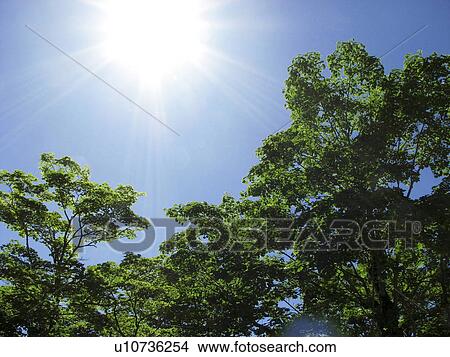 Picture - Sun Over Trees. Fotosearch
