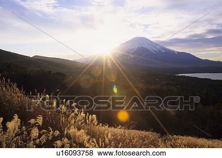 Sun Shining over Japanese Pampas Grass View Large Photo Image Stock Photo - Sun Shining over Japanese Pampas Grass. Fotosearch