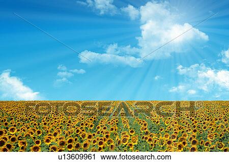 Stock Image - Sunflower field. Fotosearch