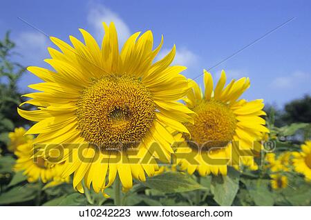 Sunflowers View Large Photo Image Stock Image - Sunflowers. Fotosearch