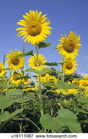 Stock Photo - Sunflowers. Fotosearch