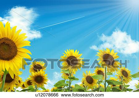 Stock Photograph - Sunflowers Under Blue Sky. Fotosearch