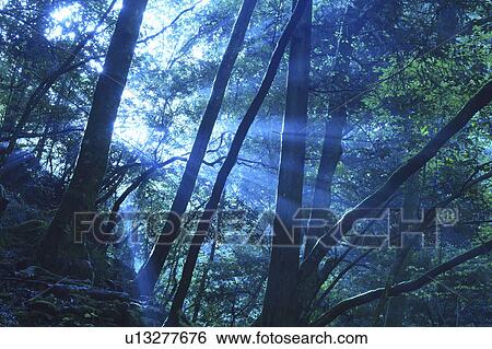 Sunlight in forest, Mie Prefecture, Honshu, Japan View Large Photo Image Stock Photograph - Sunlight in forest, Mie Prefecture, Honshu, Japan. Fotosearch