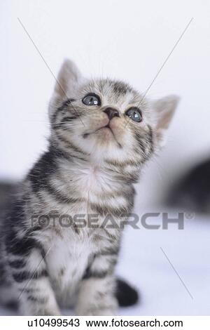Stock Image - Tabby Kitten Looking Up. Fotosearch
