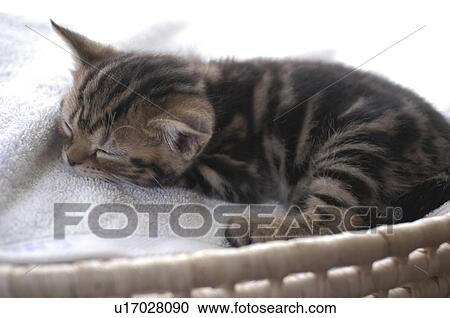 Stock Image - Tabby Kitten Sleeping. Fotosearch