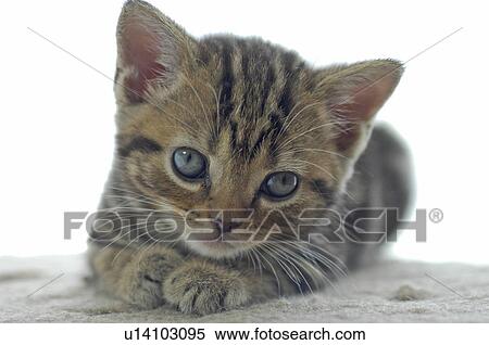 Tabby Kitten View Large Photo Image Stock Photography - Tabby Kitten. Fotosearch
