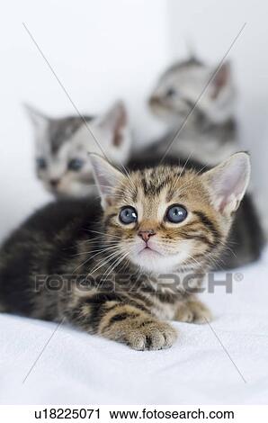 Tabby Kittens View Large Photo Image Stock Image - Tabby Kittens. Fotosearch
