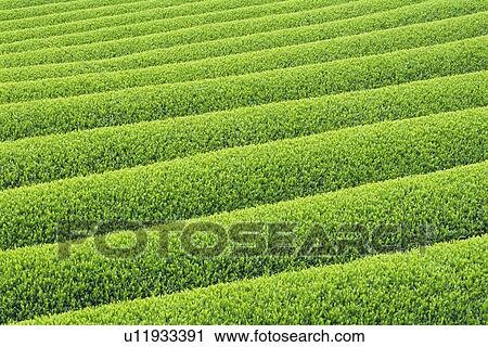 Tea Plantation View Large Photo Image Stock Image - Tea Plantation. Fotosearch