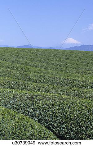 Stock Photo - Tea Plantation. Fotosearch