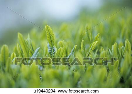 Picture - Tea Sprouts. Fotosearch