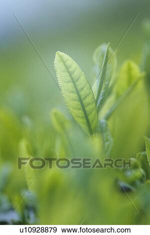 Stock Photo - Tea Sprouts. Fotosearch