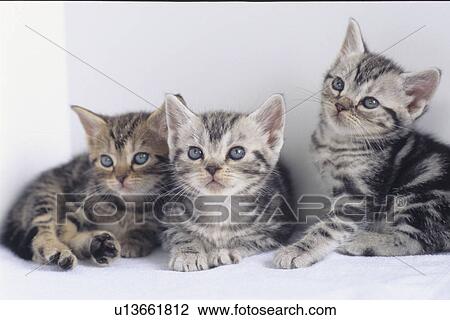 Stock Image - Three Tabby Kittens. Fotosearch