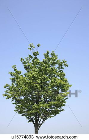 Stock Image - Tree Against Blue Sky. Fotosearch